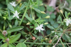 Glinus oppositifolius